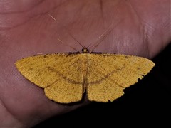 Eumelea rosalia