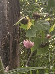 Dombeya wallichii
