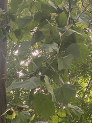 Dombeya wallichii