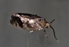Pycnocera hypoxantha