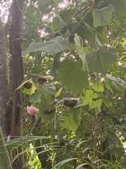 Dombeya wallichii