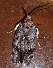 Pycnocera hypoxantha