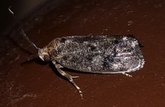 Pycnocera hypoxantha