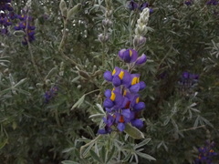 Lupinus altimontanus