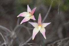 Caladenia × spectabilis