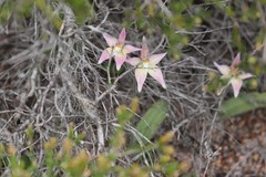 Caladenia × spectabilis