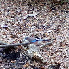 Garrulus glandarius japonicus