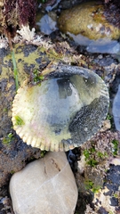 Dallocardia quadragenaria