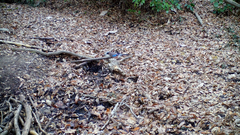 Garrulus glandarius japonicus