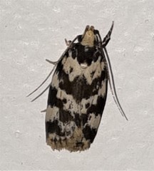 Barea euprepes