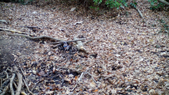 Garrulus glandarius japonicus