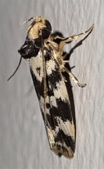 Barea euprepes