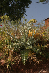 Onopordum macracanthum