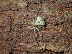 Iviraiva pachyura