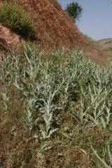Onopordum macracanthum
