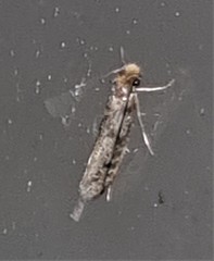 Niditinea fuscella