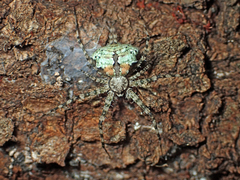 Iviraiva pachyura
