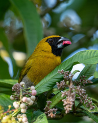 Caryothraustes