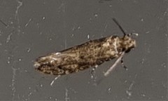 Niditinea fuscella