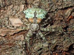 Iviraiva pachyura