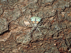 Iviraiva pachyura