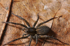 Pardosa vancouveri