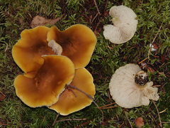 Tricholoma fumosoluteum