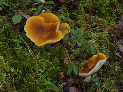 Tricholoma fumosoluteum