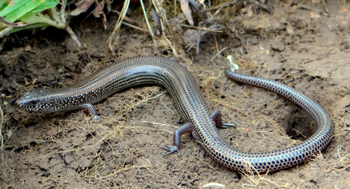 Riopa guentheri