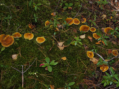 Tricholoma fumosoluteum