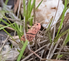 Miltochrista postbicolor