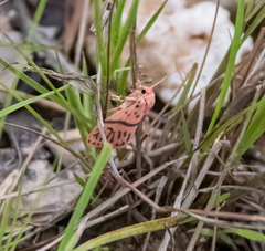 Miltochrista postbicolor