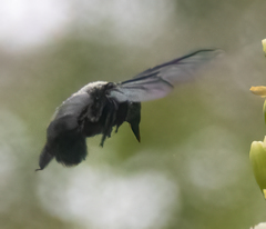 Xylocopa perforator