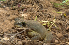 Duttaphrynus dhufarensis