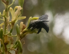 Xylocopa perforator