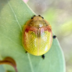 Paropsisterna pictipes