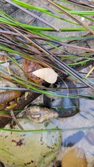 Nassarius perpinguis