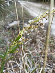 Solidago odora odora