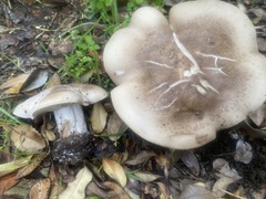 Clitocybe