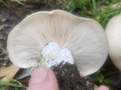 Clitocybe