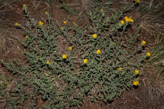 Heterotheca fulciens