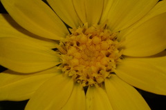 Heterotheca fulciens