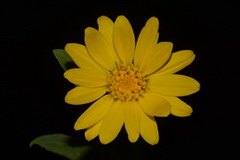Heterotheca fulciens