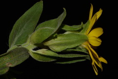 Heterotheca fulciens