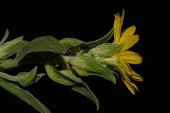 Heterotheca fulciens