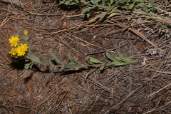 Heterotheca fulciens