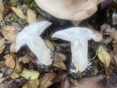 Clitocybe