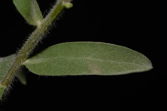 Heterotheca fulciens
