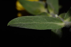Heterotheca fulciens