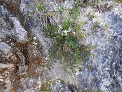 Anisotome brevistylis